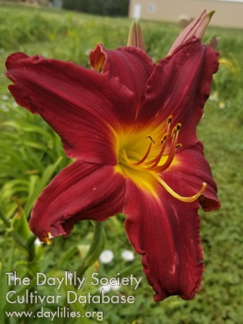 Daylily Touch of Class
